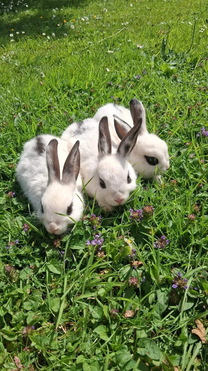 Baby rabbits - Image 3