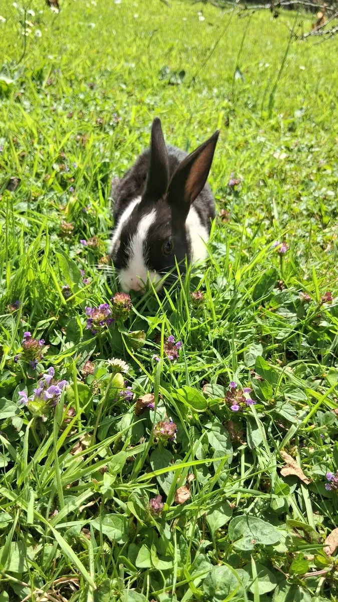 Baby rabbits - Image 4
