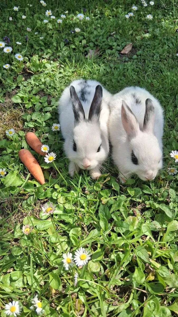 Baby rabbits - Image 1