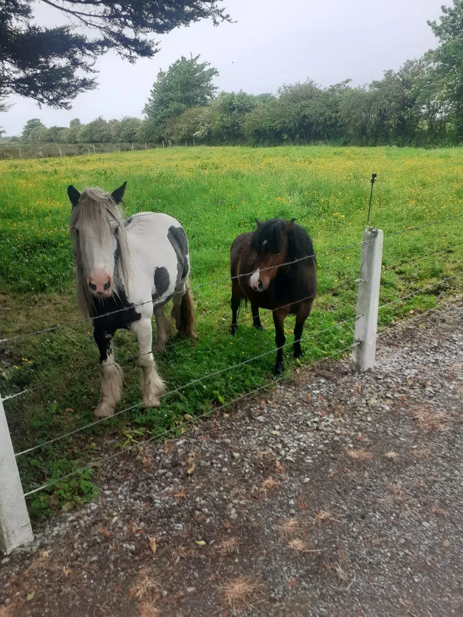 Two Ponies for sale