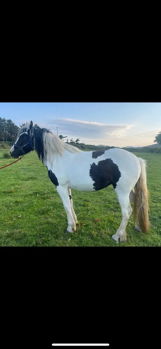 Filly - Image 2