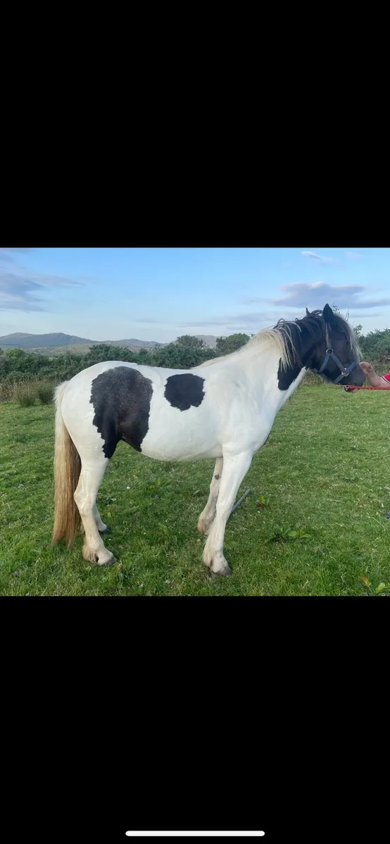 Filly - Image 4