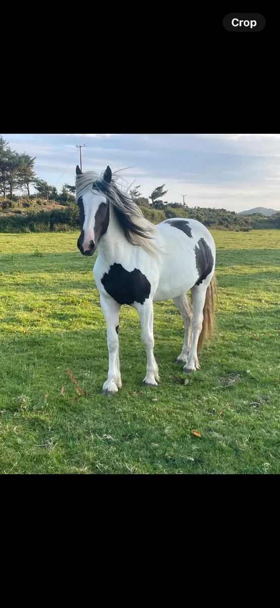 Filly - Image 1