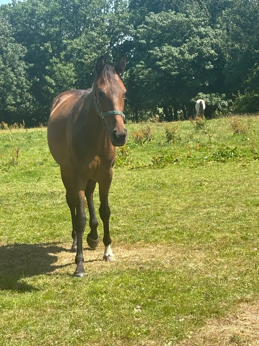 2 yr old Filly & Gelding - Image 1