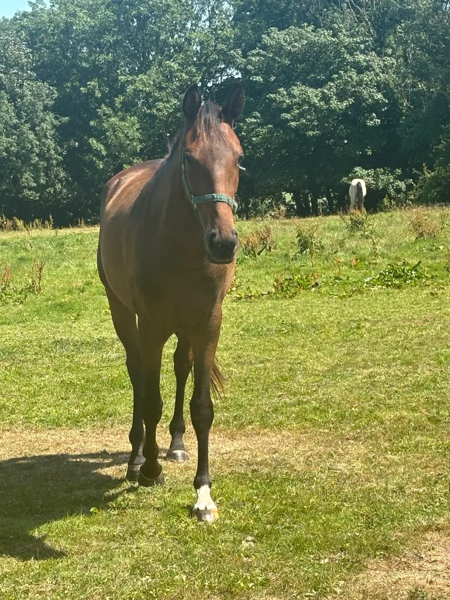 2 yr old Filly & Gelding - Image 2