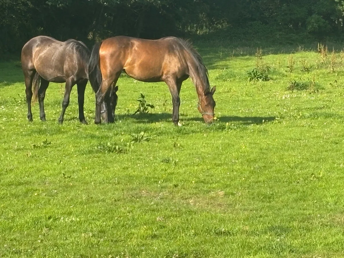 2 yr old Filly & Gelding - Image 3