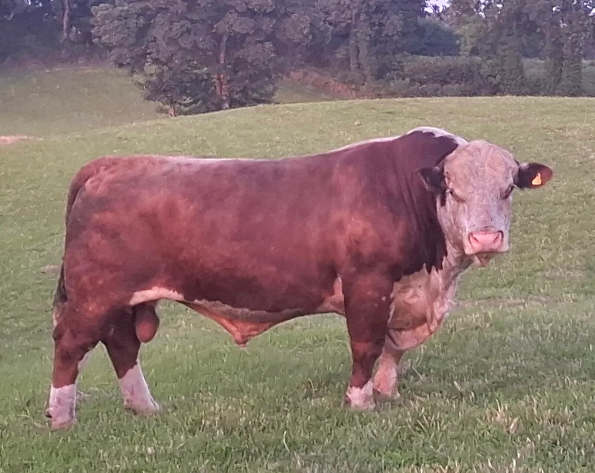 Pedigree Hereford bull - Image 1