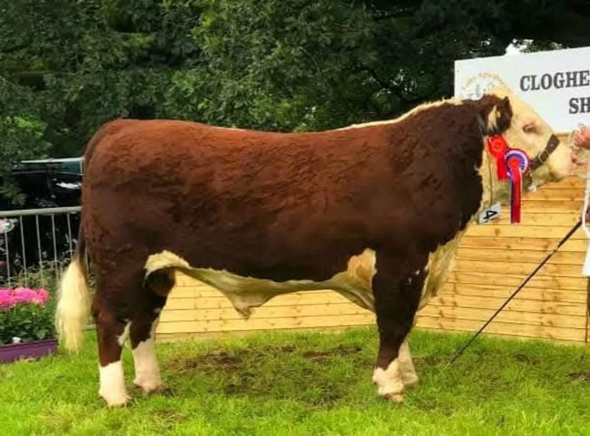 Pedigree Hereford bull - Image 2