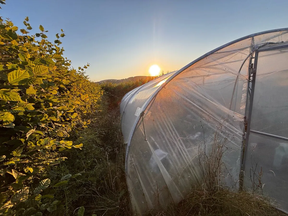 Poly tunnel 8x4.5 - Image 2