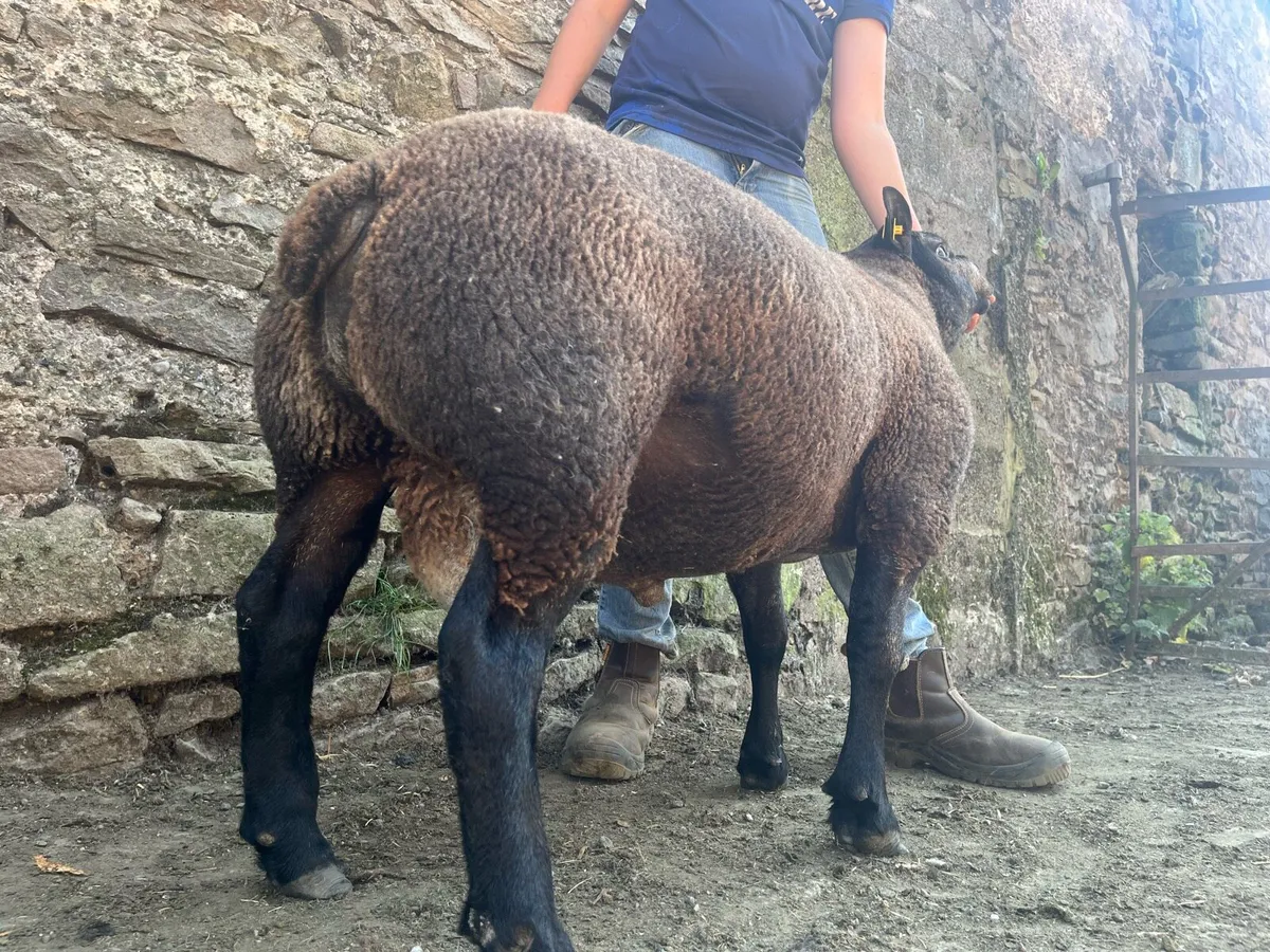 3 super pbr blue texel hogget rams - Image 2