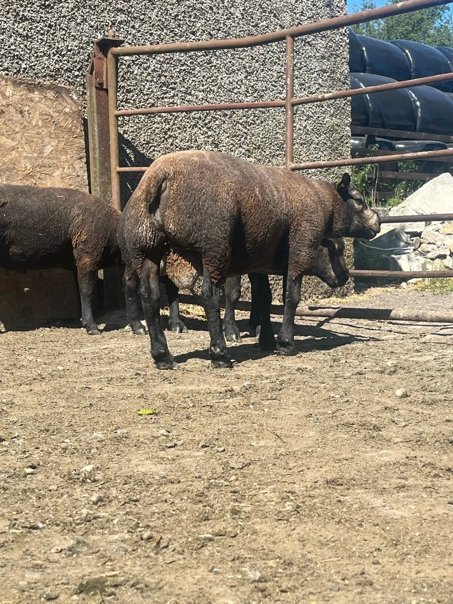 3 super pbr blue texel hogget rams - Image 3