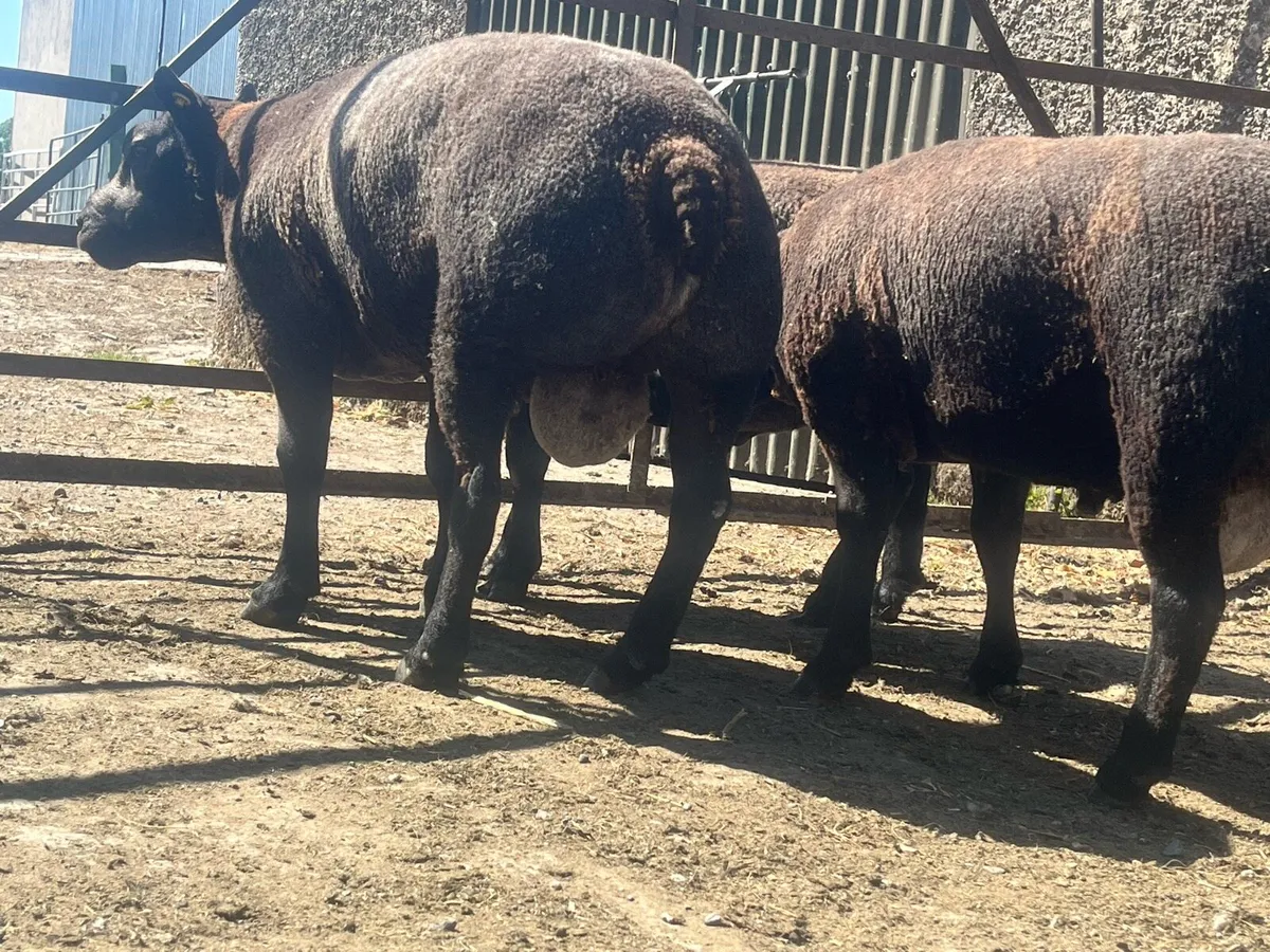 3 super pbr blue texel hogget rams - Image 4