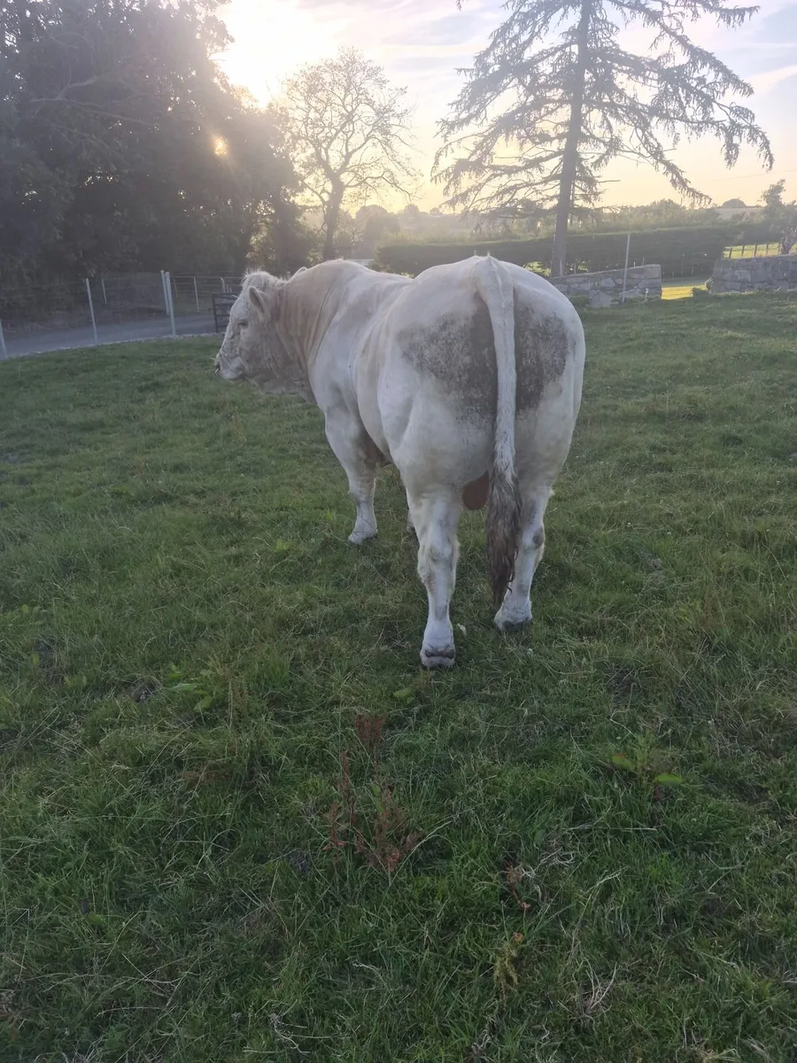Livestock - Image 1