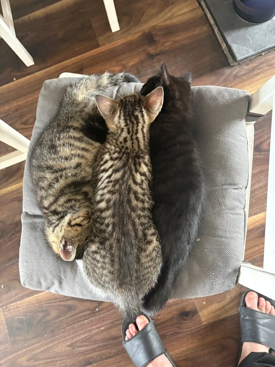 Kittens to good home - Image 1