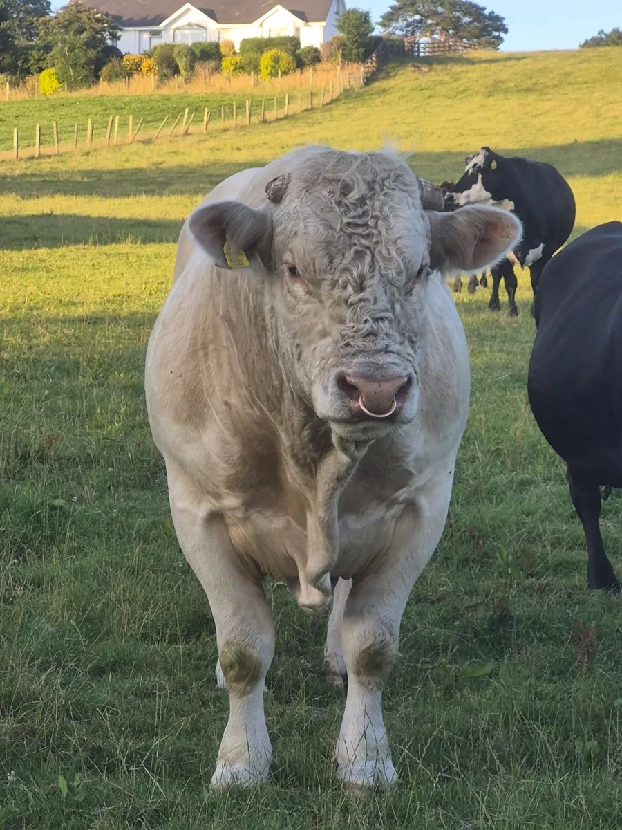 Livestock - Image 2