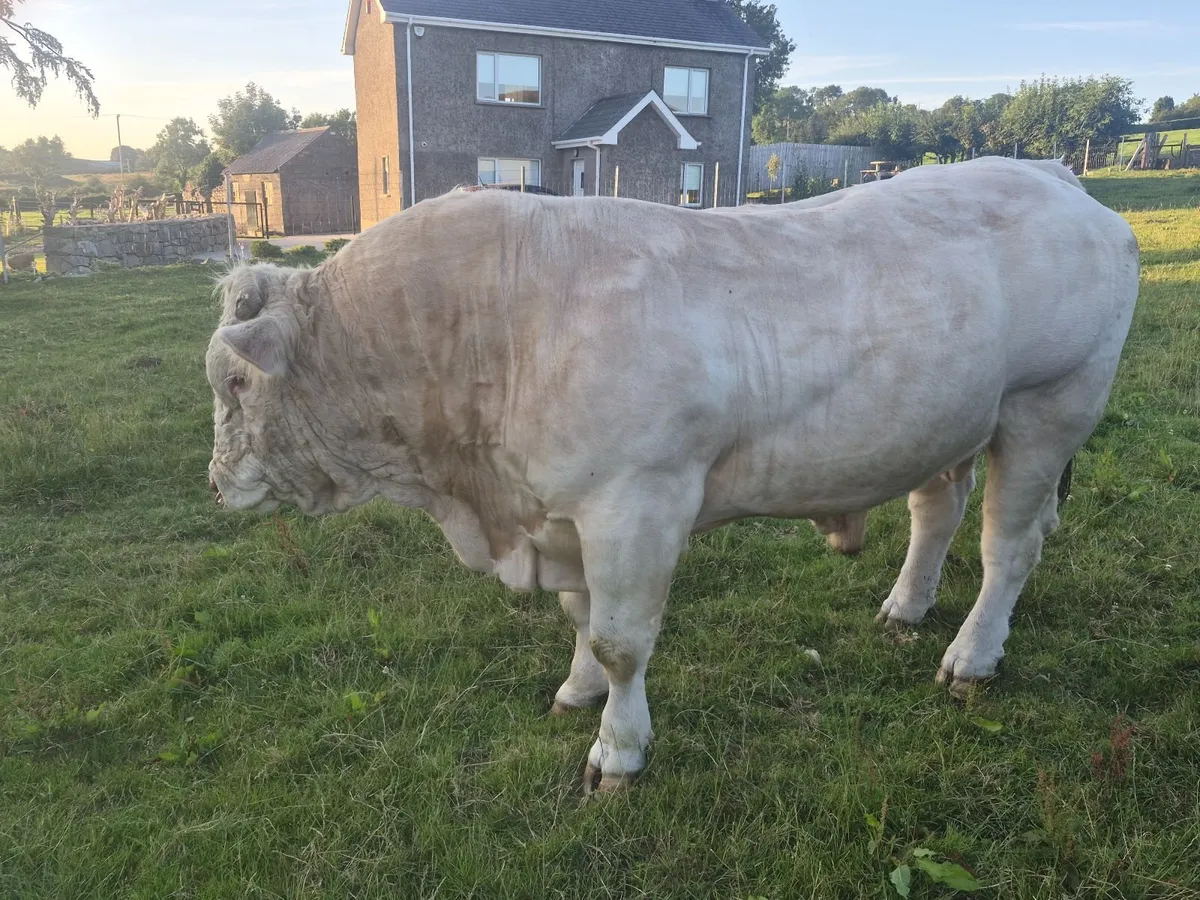 Livestock - Image 3