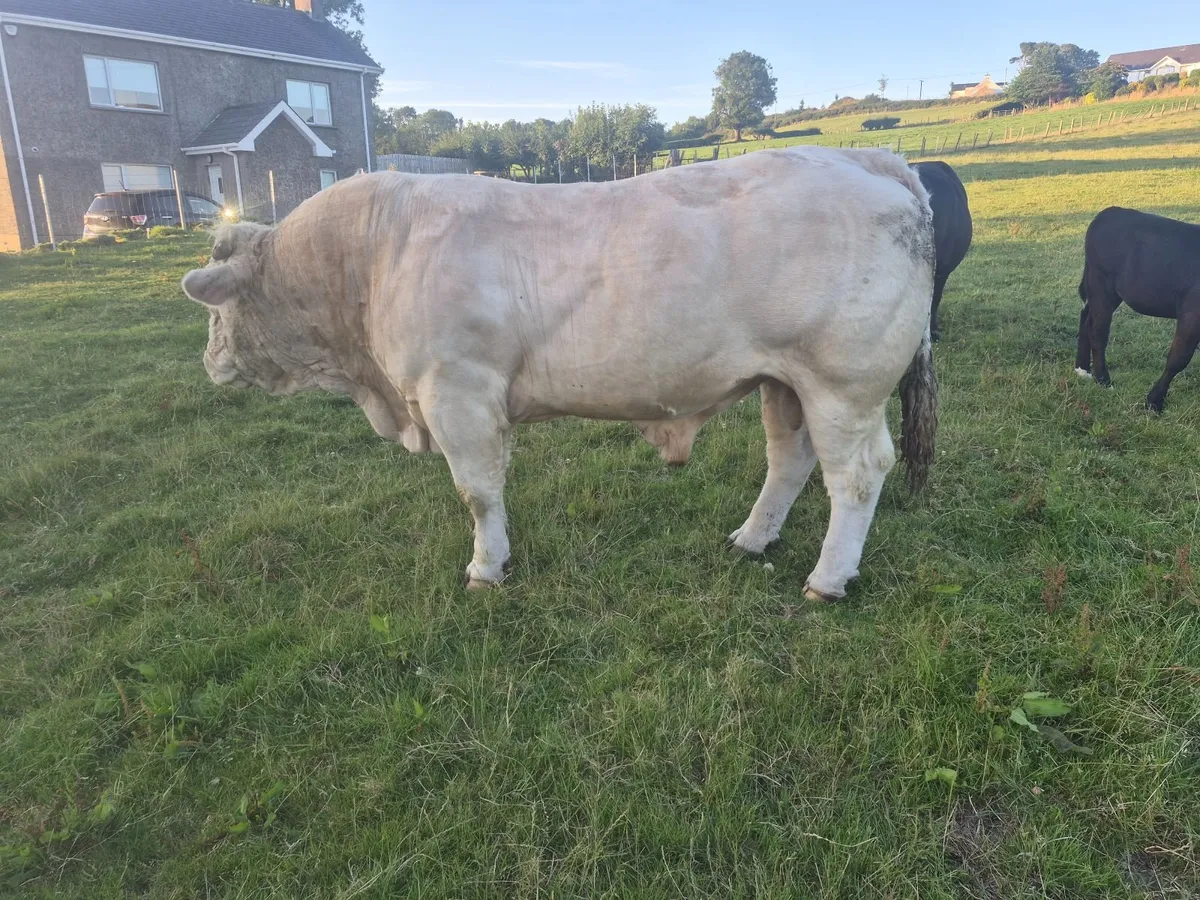 Livestock - Image 4