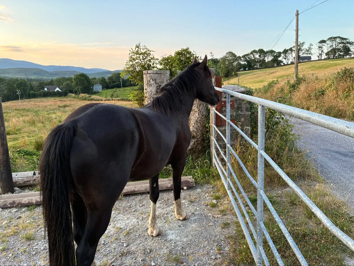 Horse/ cob - Image 2