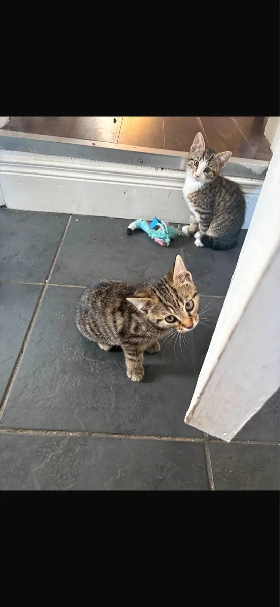 Kittens to good home - Image 2