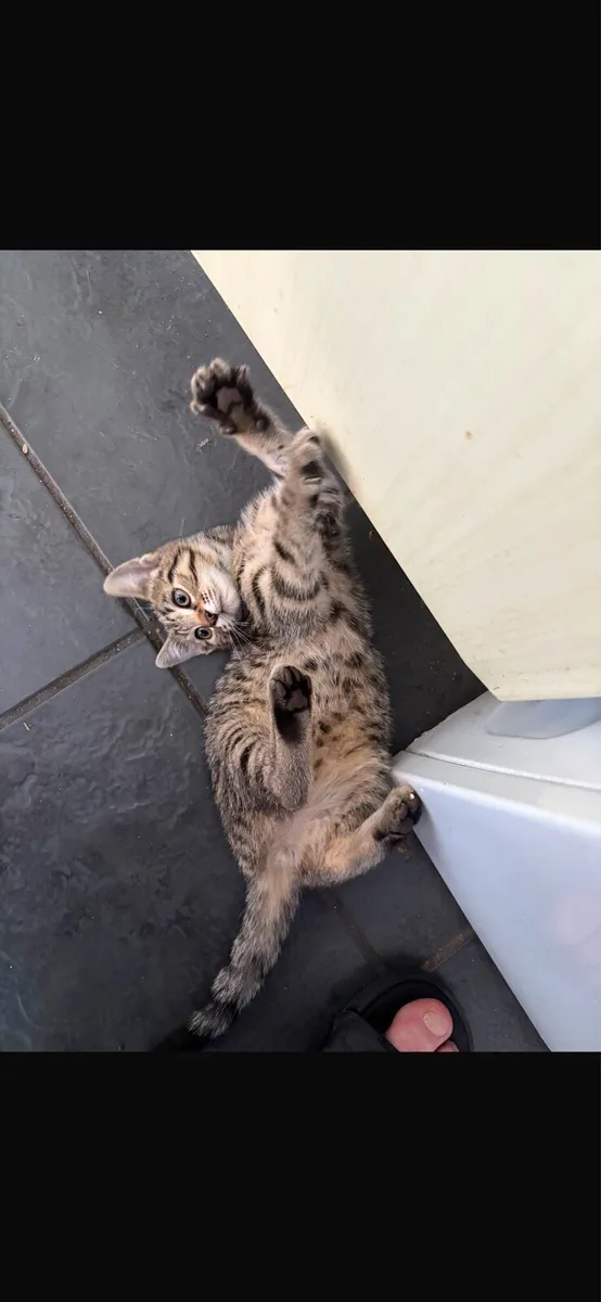 Kittens to good home - Image 3