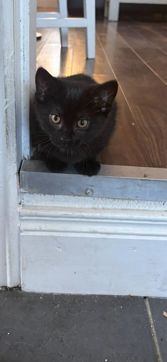 Kittens to good home - Image 4