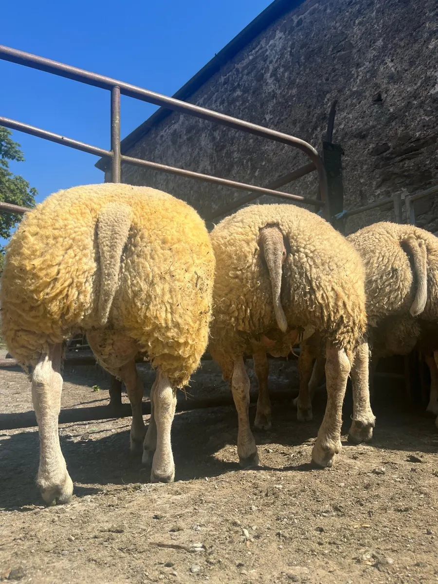 5 serious pbr beltex ram lambs - Image 1