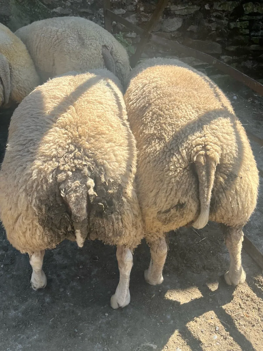 5 serious pbr beltex ram lambs - Image 2