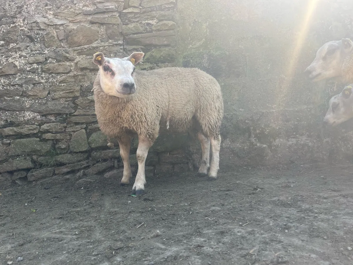 5 serious pbr beltex ram lambs - Image 3