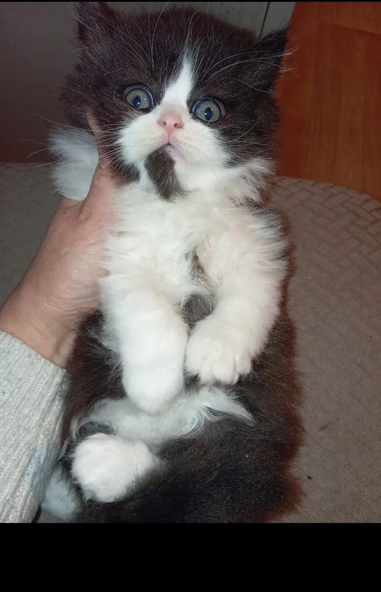 British longhair x Persian kitten