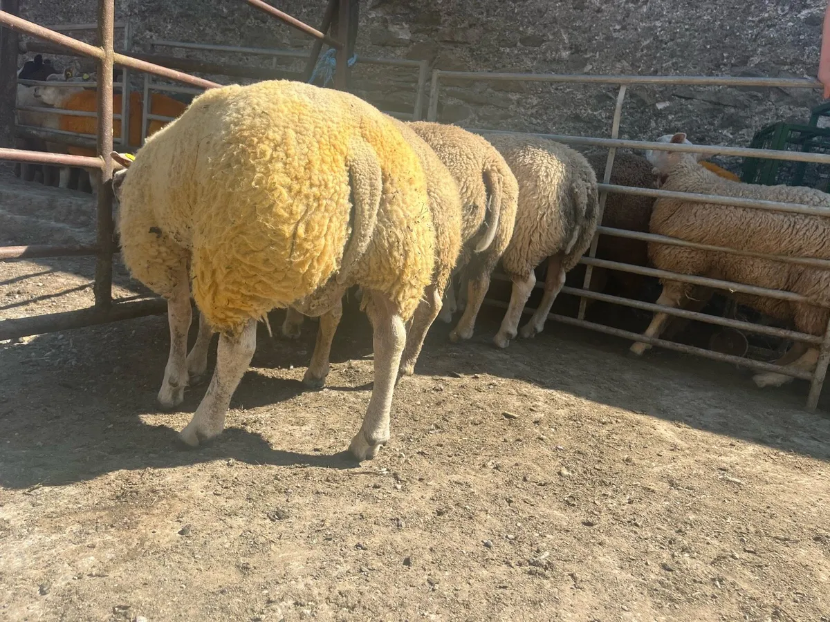 5 serious pbr beltex ram lambs - Image 4