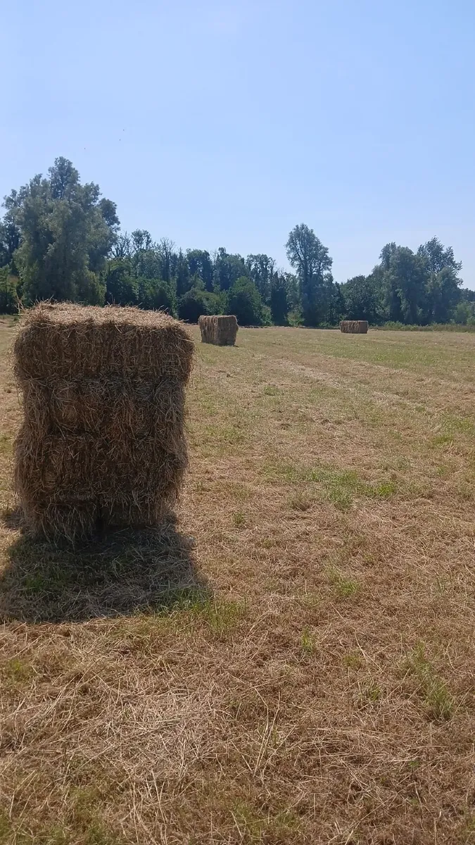 Hay - Image 3