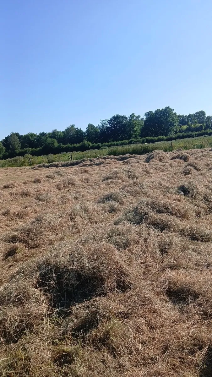 Hay - Image 4