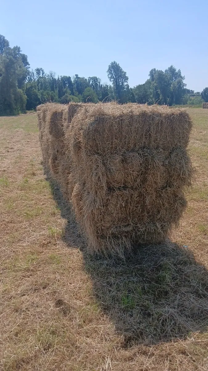 Hay - Image 2