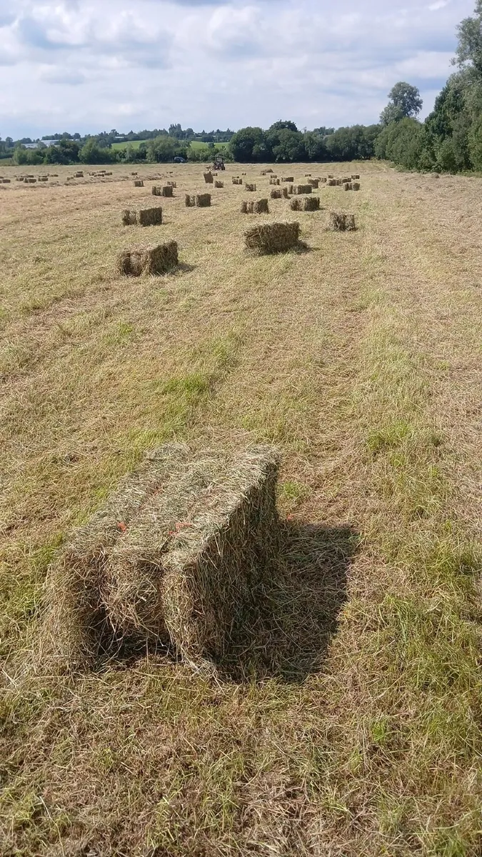 Hay - Image 1