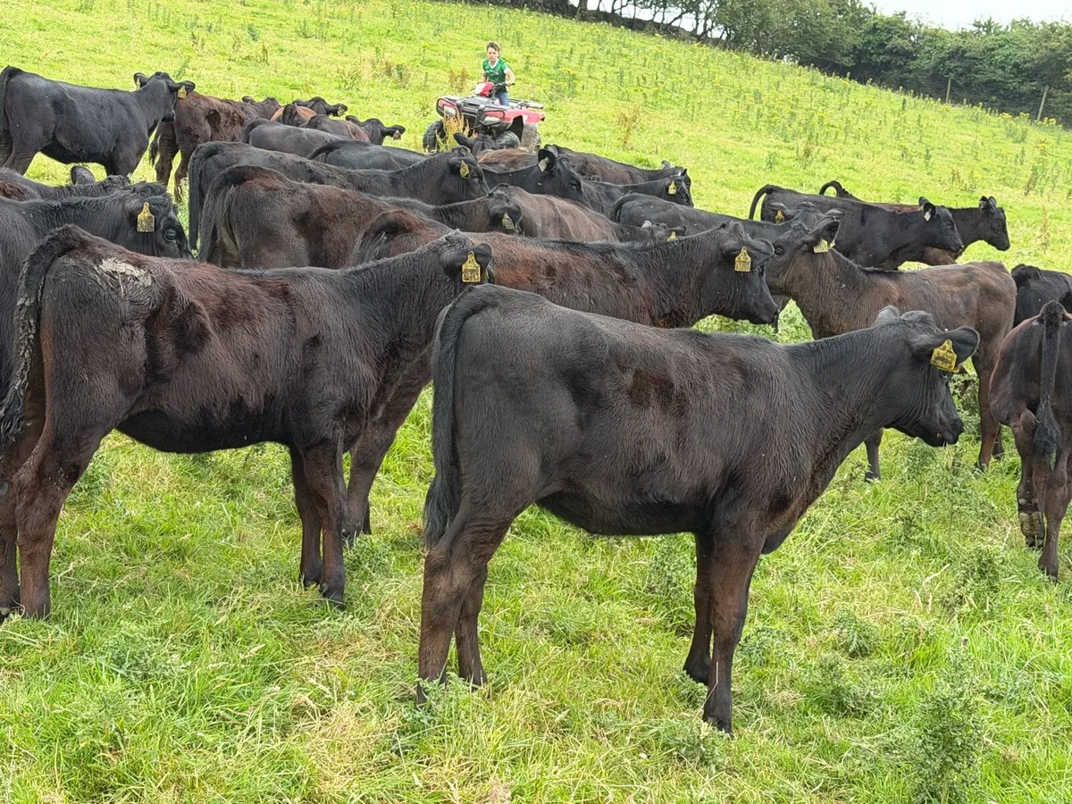 40 Super Aberdeen Angus Heifers - Image 1