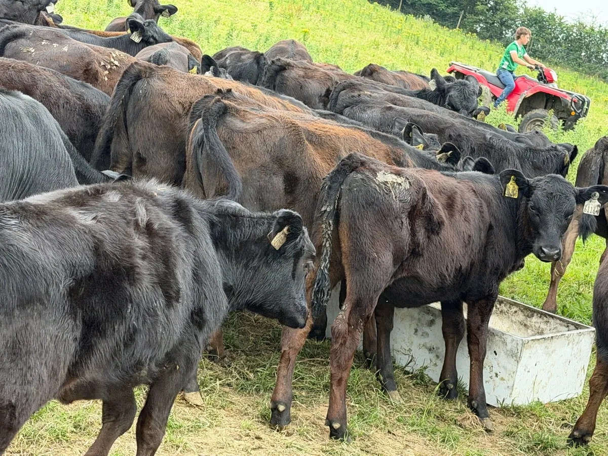 40 Super Aberdeen Angus Heifers - Image 2