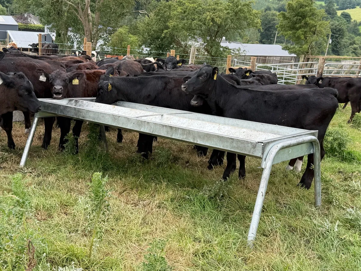 40 Super Aberdeen Angus Heifers - Image 3