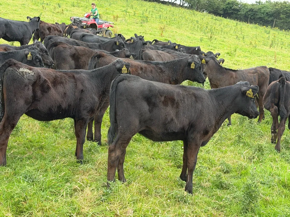 40 Super Aberdeen Angus Heifers - Image 4