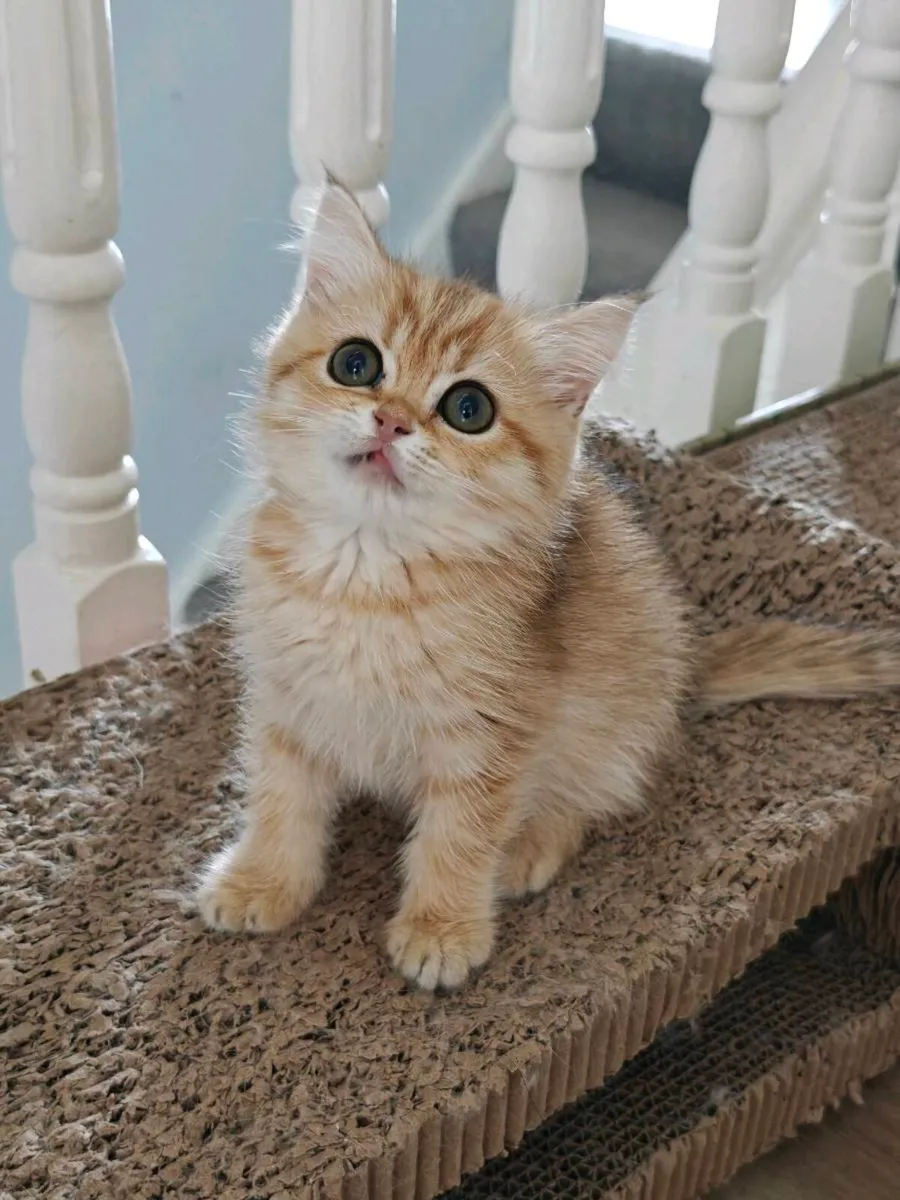 British Short hair kittens - Image 3