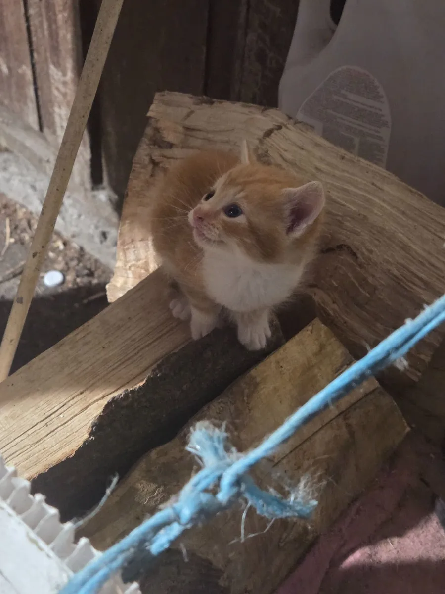 Kittens
