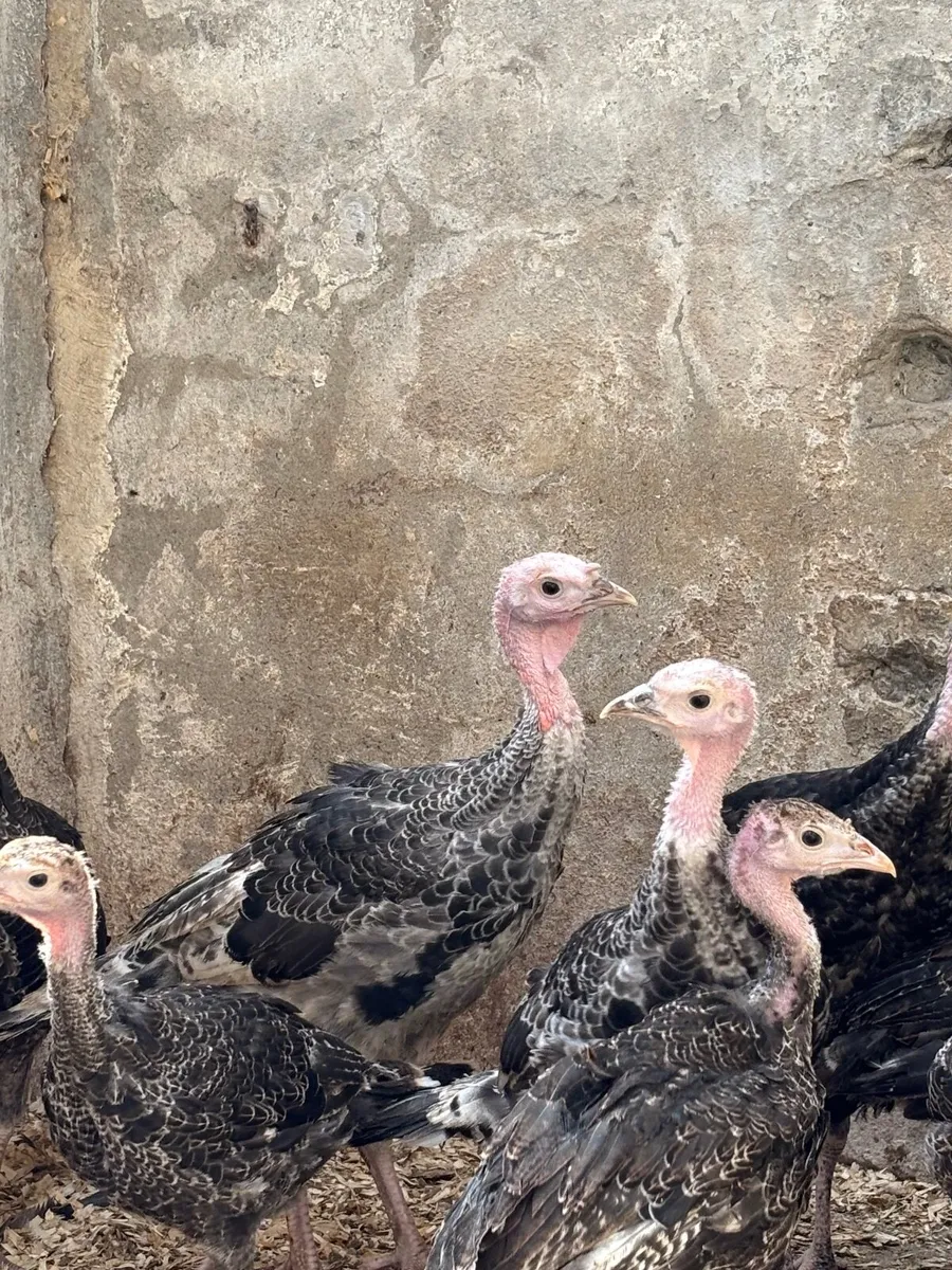Ducks and turkeys - Image 3
