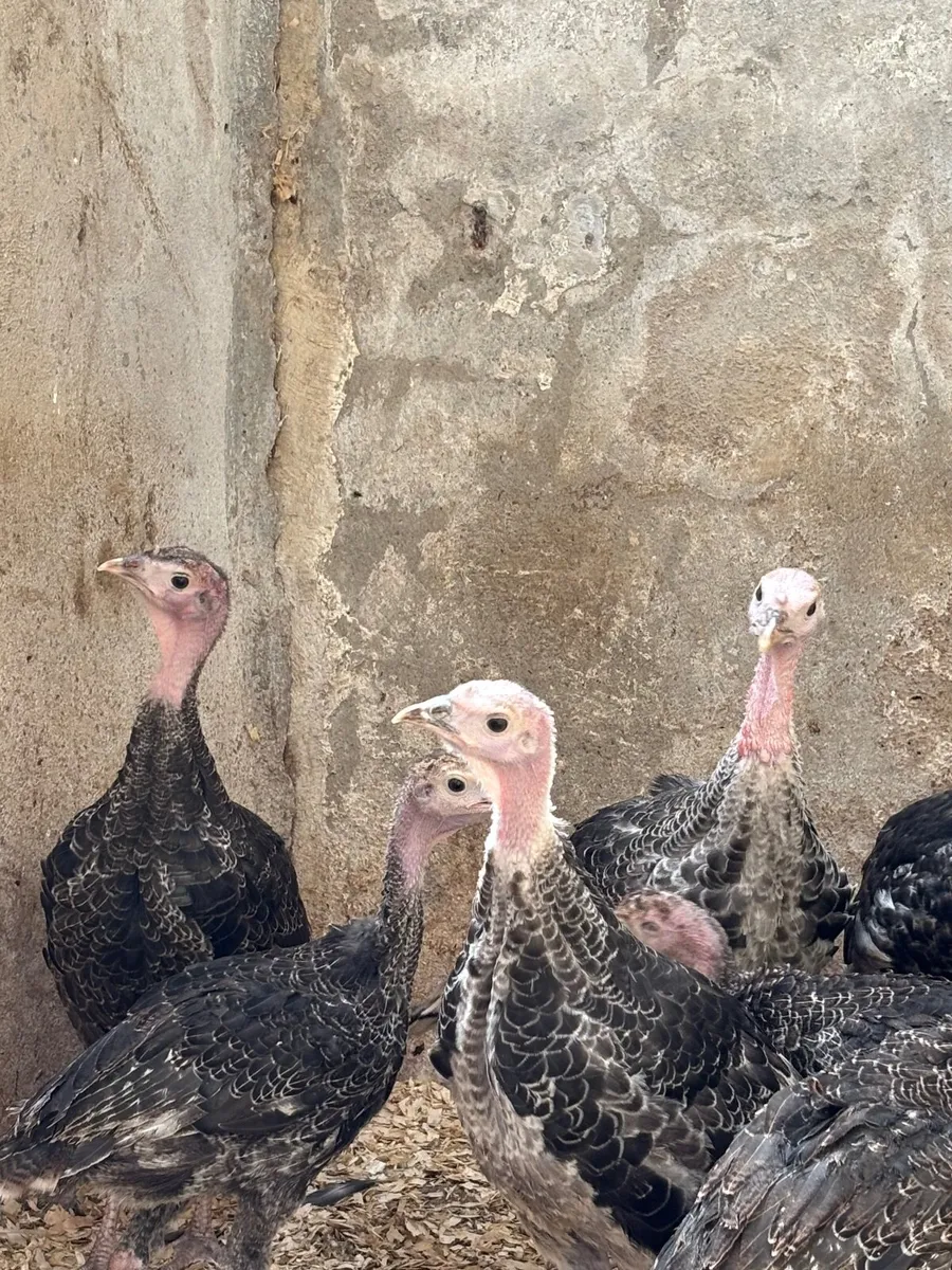 Ducks and turkeys - Image 4