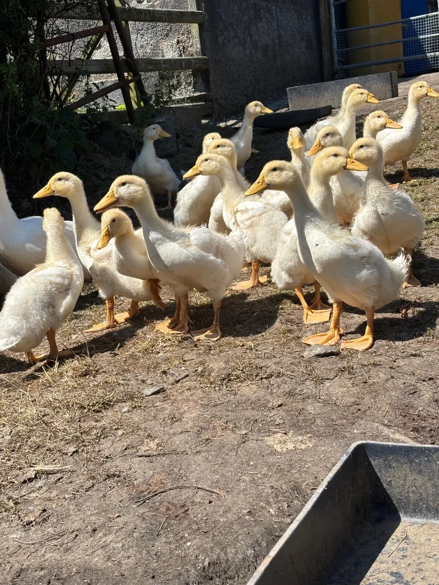 Ducks and turkeys - Image 1
