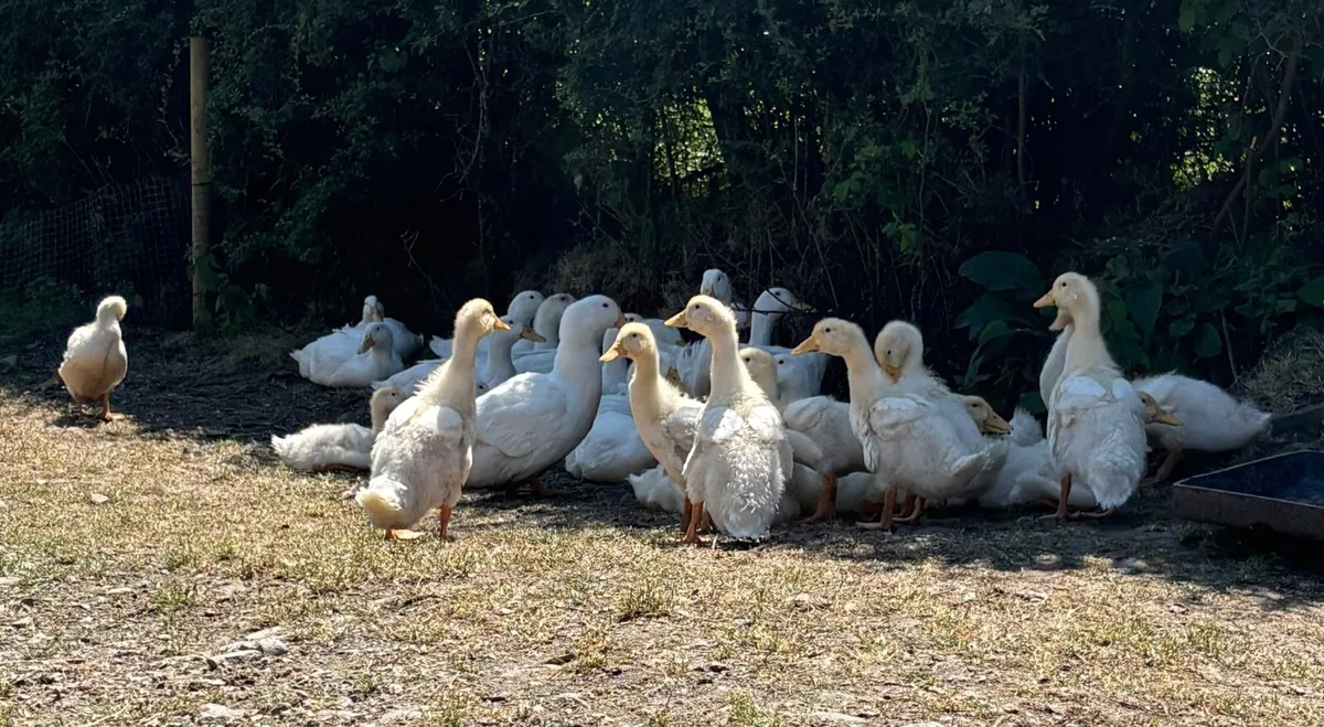 Ducks and turkeys - Image 2