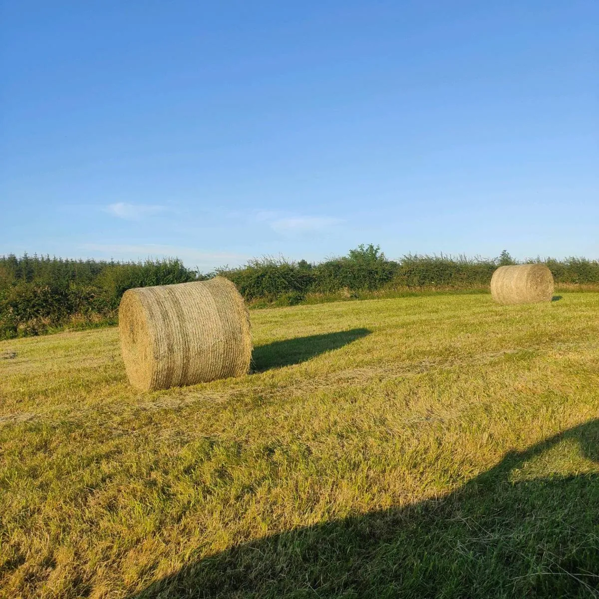 Hay (Organic) - Image 1
