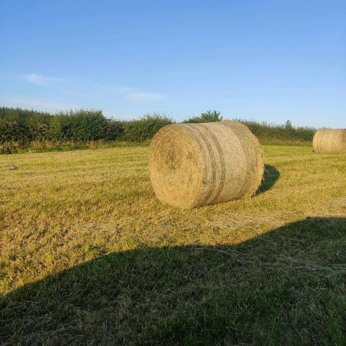 Hay (Organic) - Image 2