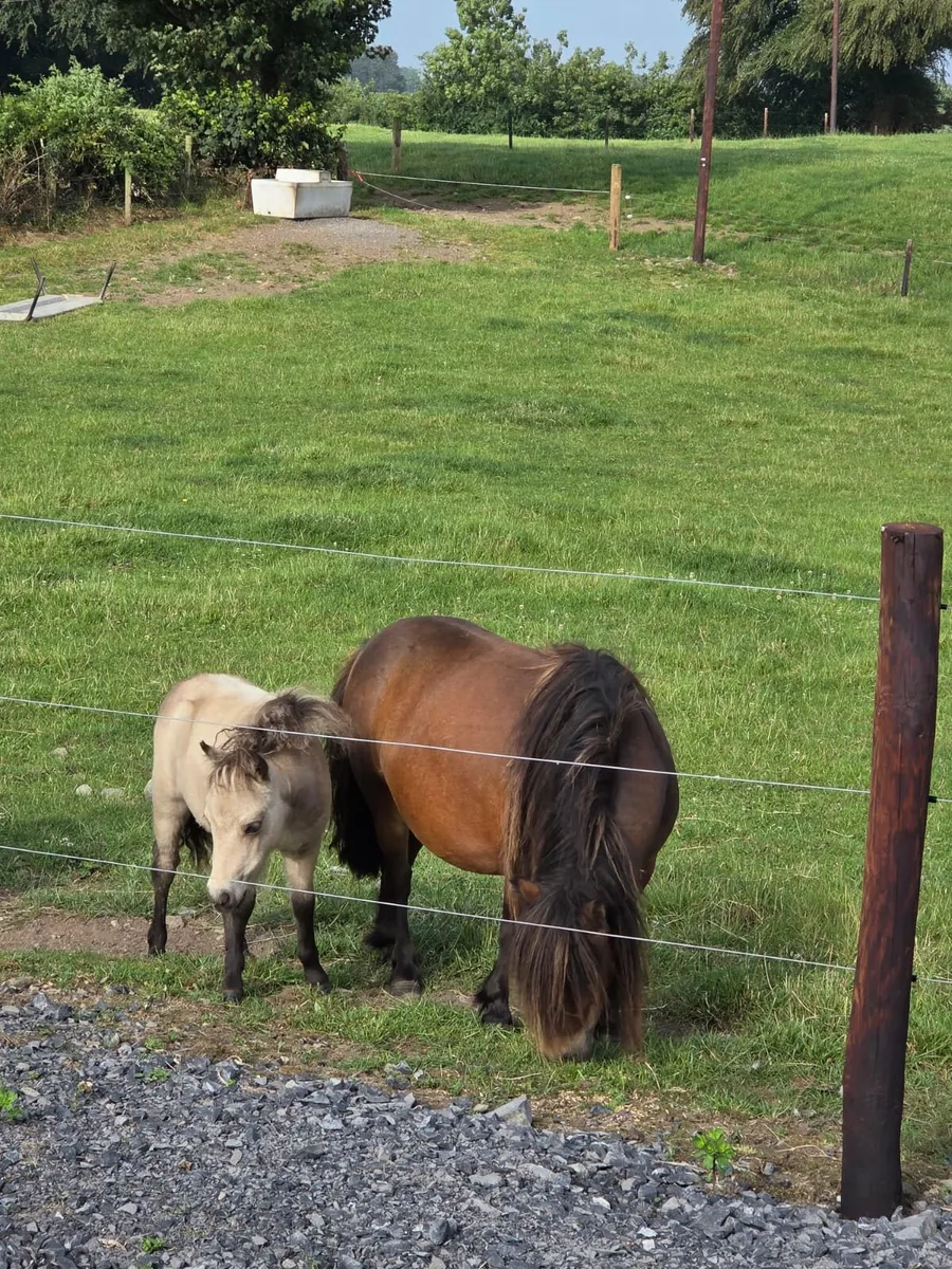 Mare and foal - Image 3