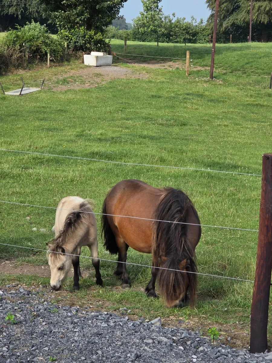 Mare and foal - Image 4