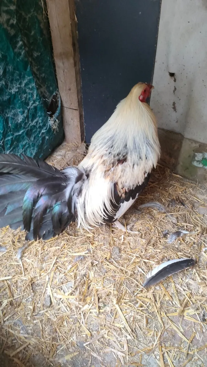 Show fowl - Image 1