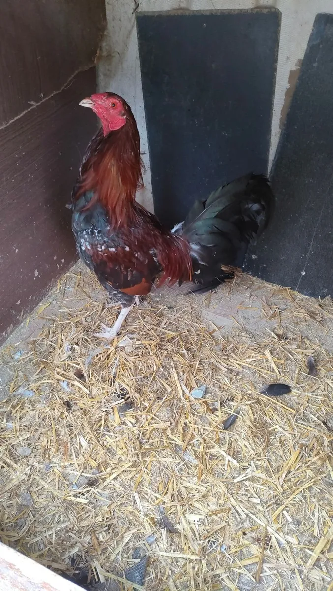 Show fowl - Image 2